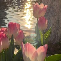 nhạc nền - Giàng Thị Thu Hiền 🤍