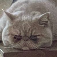 yukitubu