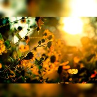 dreamy.sunshine0
