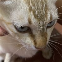 เสียงต้นฉบับ - สค.ที่แปลว่าสัสคิม