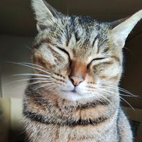 原聲 - 小八哥阿瑟鳥愛棒棒糖 siwu,(ノ≧∇≦)ノ ミ