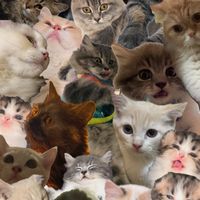 suara asli - cutiescatssss