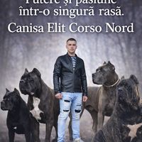 cane.corso.moldova