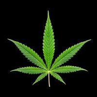 original sound - Dope🍁