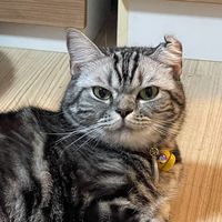 yokky_yaji