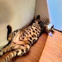 เสียงต้นฉบับ - Roes