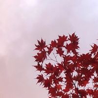 kimi_y118