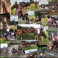 random_equestrian_videos