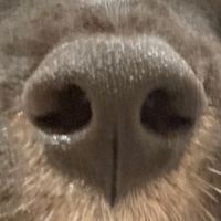 オリジナル楽曲 - バナナ星人