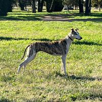 galgoscriollos
