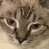 Дата дропа в тгк amiriclubs