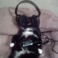 เสียงต้นฉบับ - 🎧