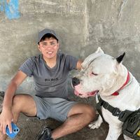 shapish.dogoargentino