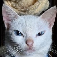 original sound - shane whiliane