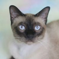 natcat_nana