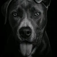 original sound - pandoraela