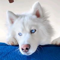 athena.husky
