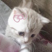 オリジナル楽曲 - ceyyrenè ౨ৎ