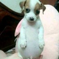 shyguy.potaxie2