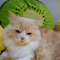 เสียงต้นฉบับ - อั๋น จุฑามาศ