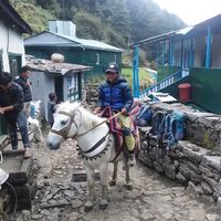 himasrai