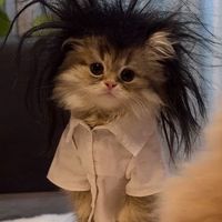 nhạc nền - Con chuột 🐭