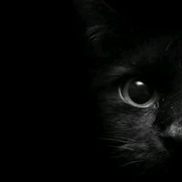 zaiko_gato