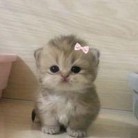 suara asli - elim chan