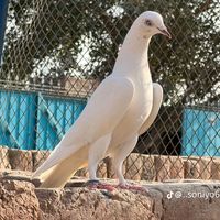 shoqgujjarda33