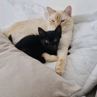 bartholomew_thecat