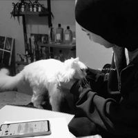 الصوت الأصلي