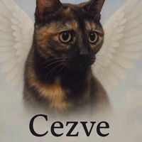 hayvanlarolmadanasla