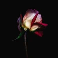 original sound - tramcamxuc023