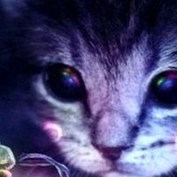 chibineko_nb