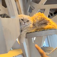 suara asli - ana