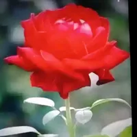 original sound - user187215022