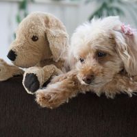 オリジナル楽曲 - しゅうま