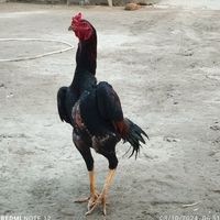 asl audio