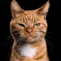 original sound - music_uz_on