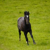 bluemountainstationnz