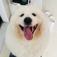 doremonthesamoyed
