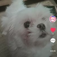 오리지널 사운드 - 임보미