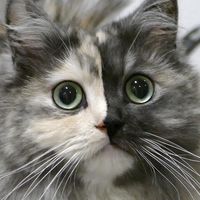 geri.cat