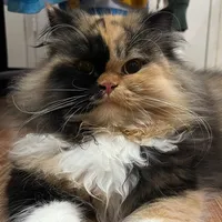 original sound - fakfak2545