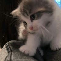 suara asli - zen