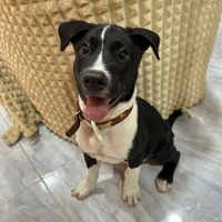 เสียงต้นฉบับ - Rocket หมาเกาะหมุย