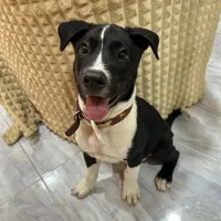 original sound - rocketmhakohmui