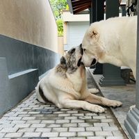 alabaisrilanka