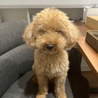 オリジナル楽曲 - 怪盗アダムの映画HOUSE🎬🏠