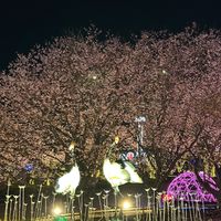 オリジナル楽曲 - 🌈🌸ひろ🌈🌸